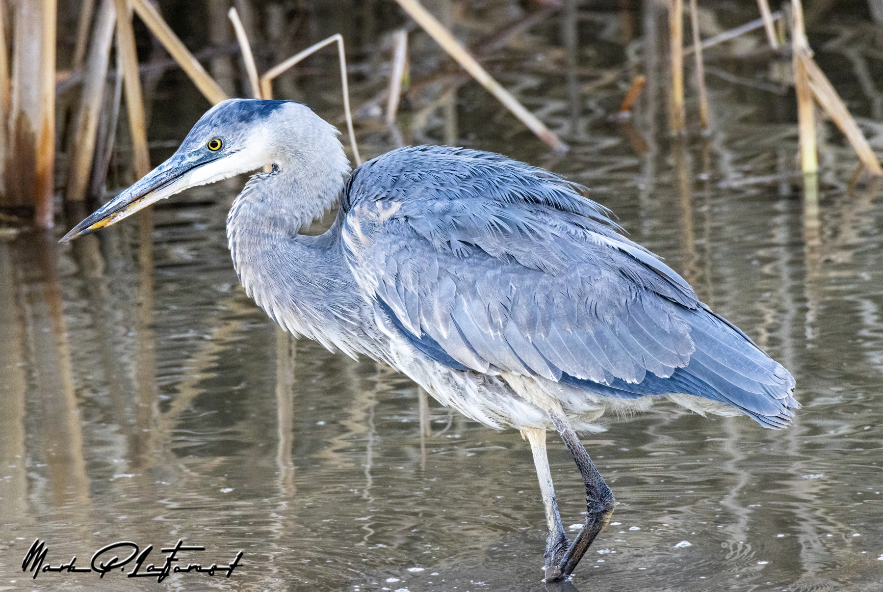 Young Blue Heron, Bosque Del Apache National Wildlife Refuge, New Mexico